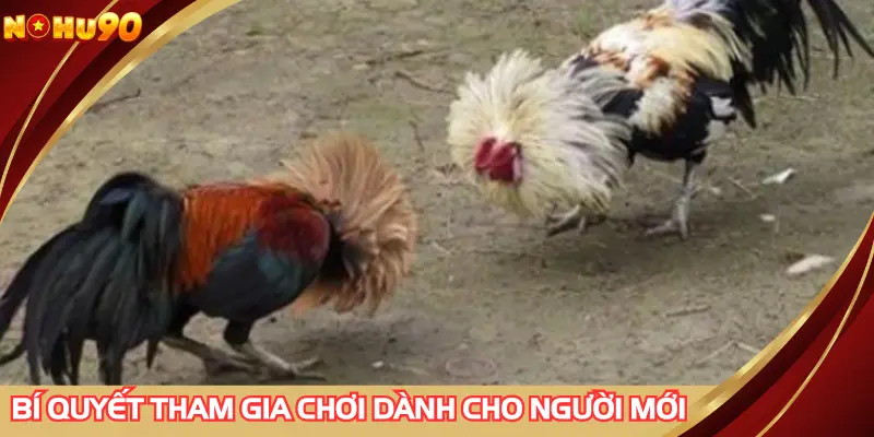 Bí quyết tham gia chơi dành cho người mới