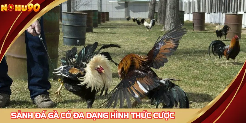 Sảnh đá gà có đa dạng hình thức cược 